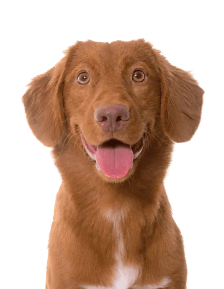 Bild für Nova Scotia Duck Tolling Retriever