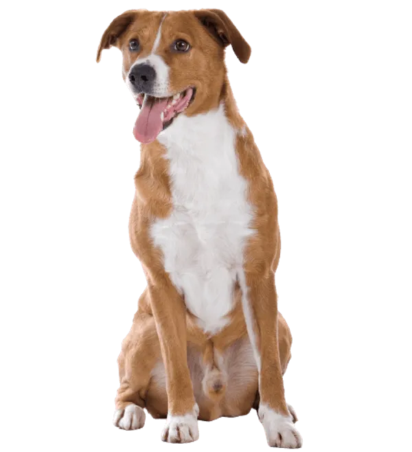 Österreichischer Pinscher Bild