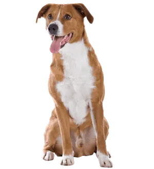 Österreichischer Pinscher