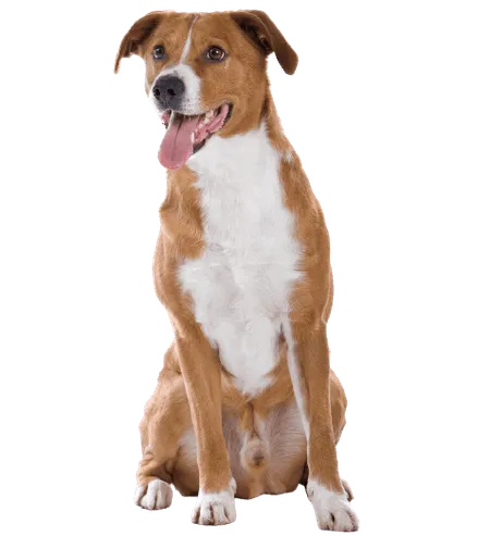 Bild für Österreichischer Pinscher