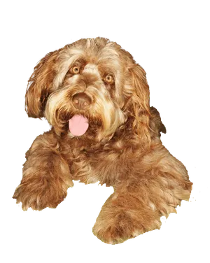Otterhund