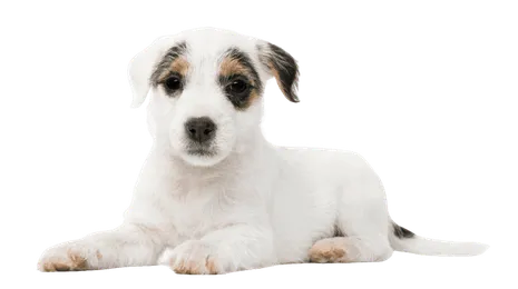 Parson Russell Terrier puppy