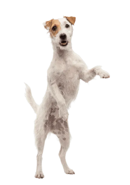 Parson Russell Terrier adult