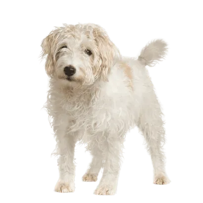 Parson Russell Terrier senior