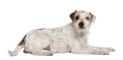 Parson Russell Terrier (2)