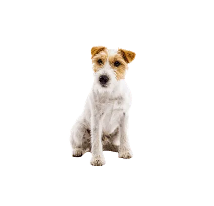 Parson Russell Terrier 1