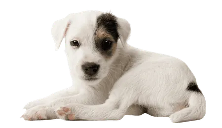 Bild für Parson Russell Terrier