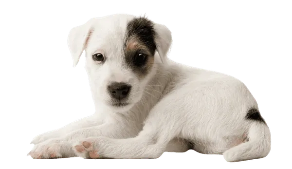 Parson Russell Terrier Bild