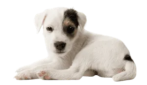 Parson Russell Terrier