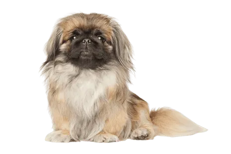 Pekingese
