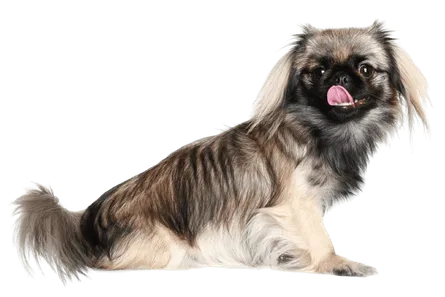 Pekingese