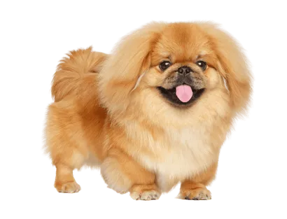 Pekingese