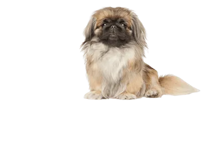 Pekingese