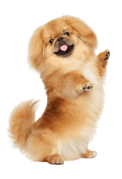 Pekingese