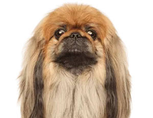 Pekingese