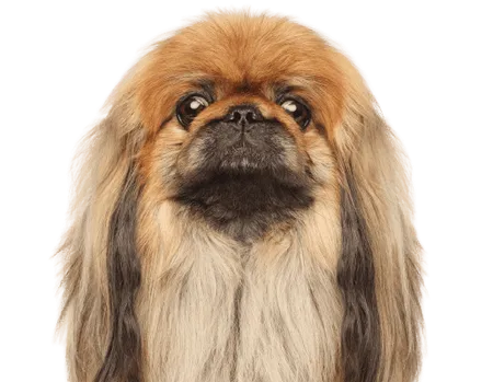 Bild für Pekingese