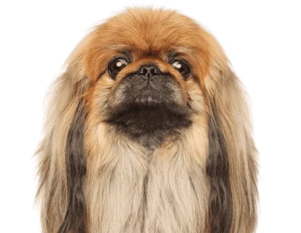 Pekingese Bild