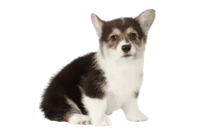 Pembroke Welsh Corgi - Wurfmeldungen
