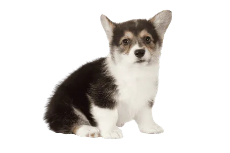 Pembroke Welsh Corgi Bild 1