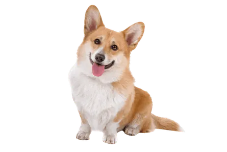 Pembroke Welsh Corgi