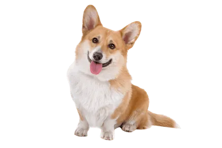 Bild für Pembroke Welsh Corgi