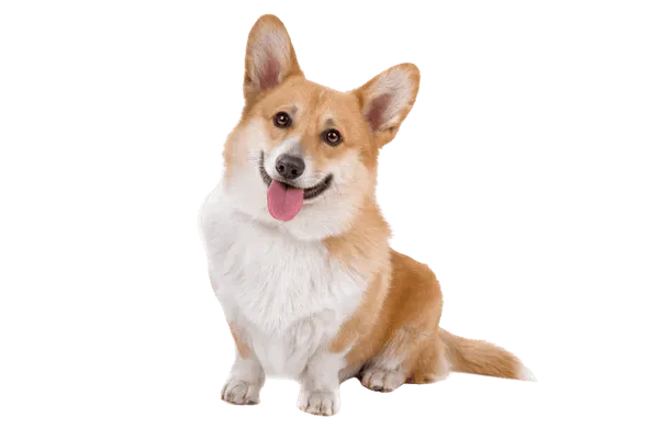 Pembroke Welsh Corgi Bild