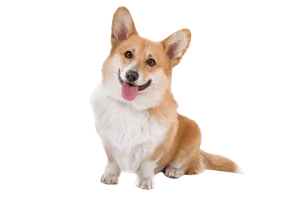 Pembroke Welsh Corgi
