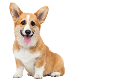 Pembroke Welsh Corgi Bild 5