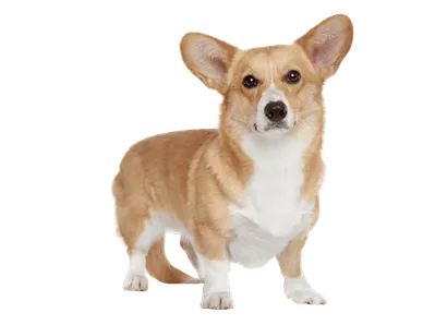 Pembroke Welsh Corgi - Gesundheit