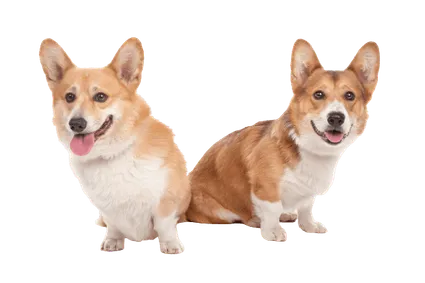 Pembroke Welsh Corgi - Herkunft und Geschichte