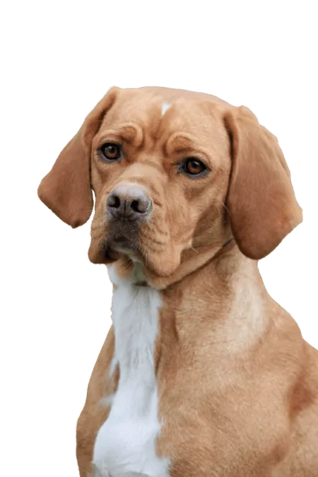 Bild für Perdigueiro Português