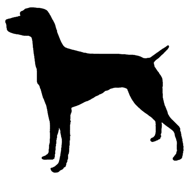 Perdiguero de Burgos Bild