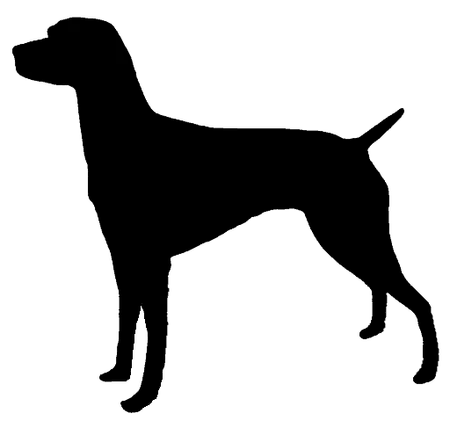 Bild für Perdiguero de Burgos