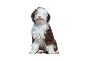 Perro de Agua Español