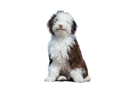 Perro de Agua Español