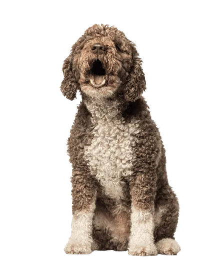Perro de Agua Español