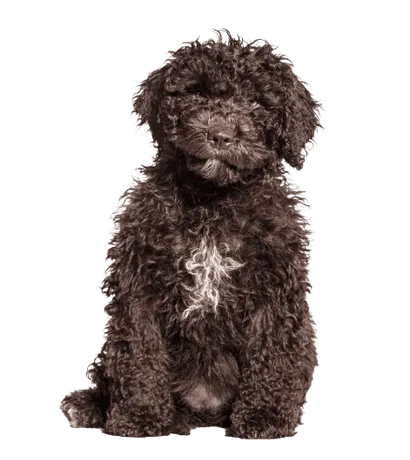 Perro de Agua Español