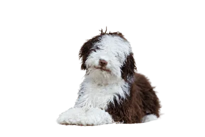 Perro de Agua Español