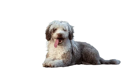 Perro de Agua Español