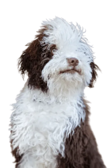 Bild für Perro de Agua Español