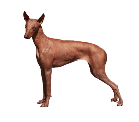 Peruanischer Nackthund