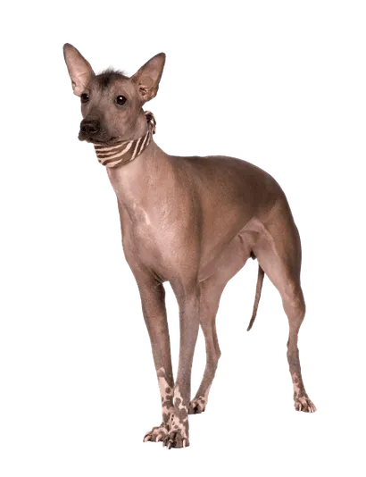 Peruanischer Nackthund