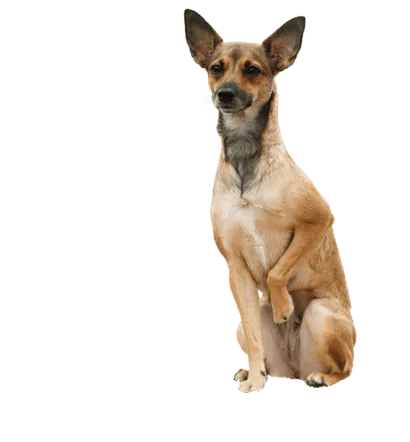 Peruanischer Nackthund