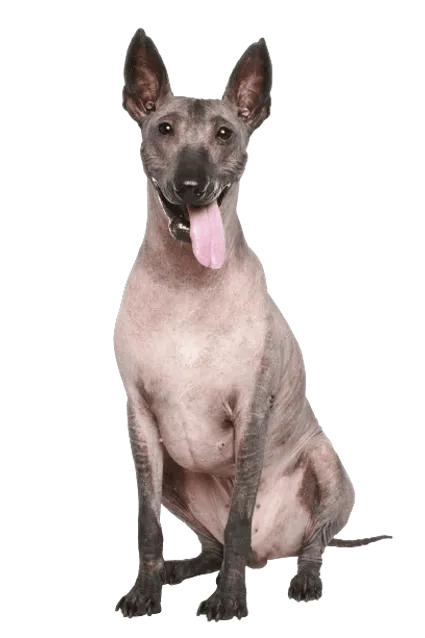 Peruanischer Nackthund