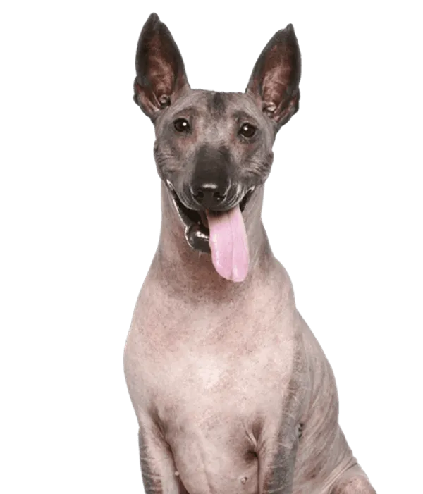 Peruanischer Nackthund Bild