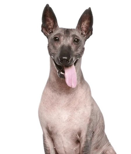 Bild für Peruanischer Nackthund