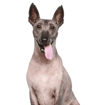 Peruanischer Nackthund