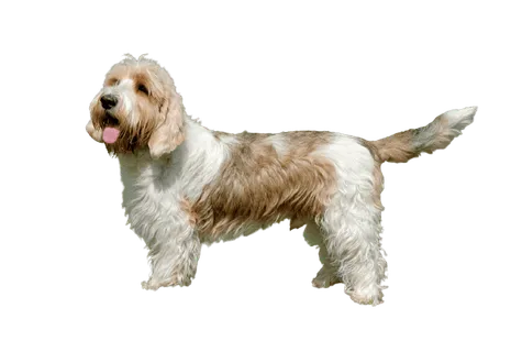 Petit-Basset-Griffon-Vendeen-2