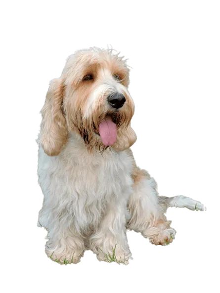 Petit-Basset-Griffon-Vendeen-4