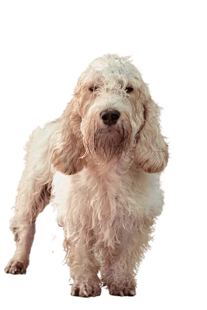 Petit-Basset-Griffon-Vendeen-1